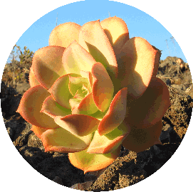 Aeonium valverdense in the very south of El Hierro