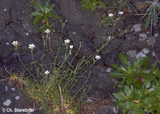 Cerastium sventenii