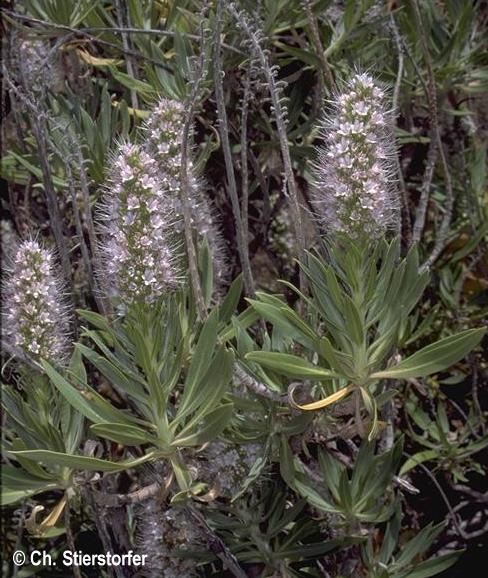 Echium hierrense