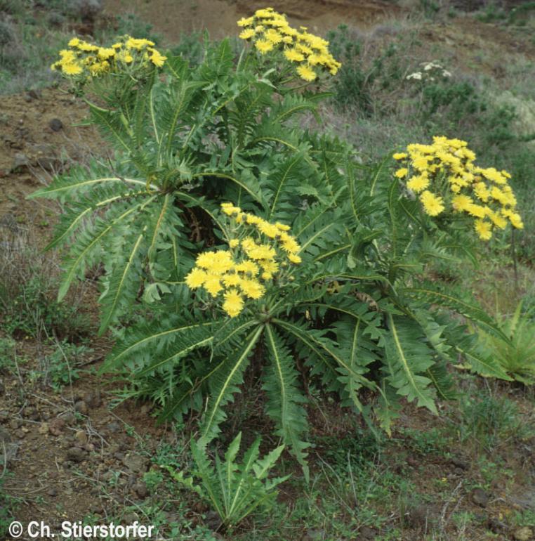 Sonchus hierrensis