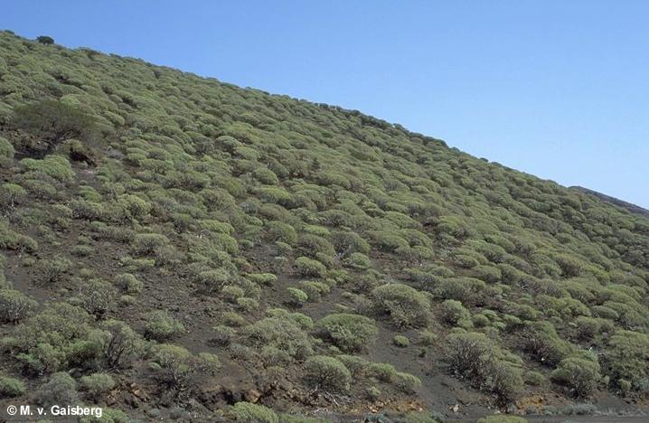 Stand of Euphorbia balsamifera