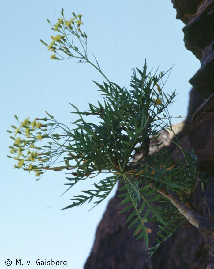 Sonchus gandogeri