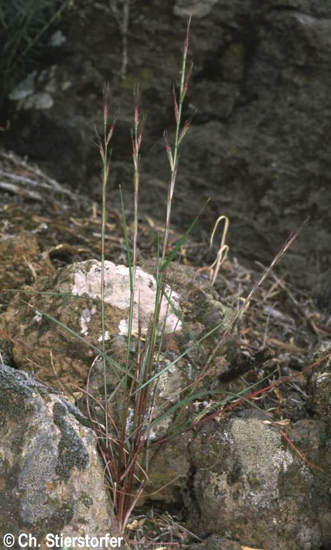 Lolium canariense