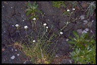 Cerastium sventenii