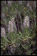 Echium hierrense