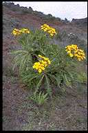 Sonchus hierrensis