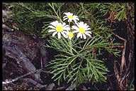 Argyranthemum  sventenii