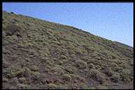 Stand of Euphorbia balsamifera