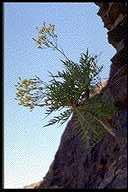 Sonchus gandogeri