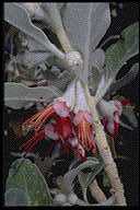 Teucrium heterophyllum ssp. hierrense